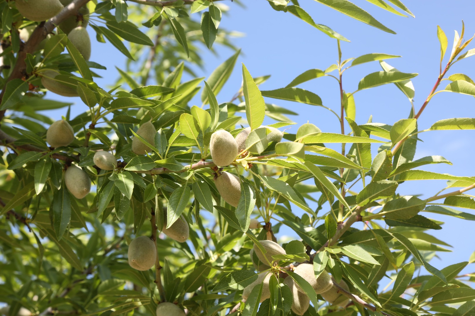 Kurtuluş Ormanı Badem Hasatı