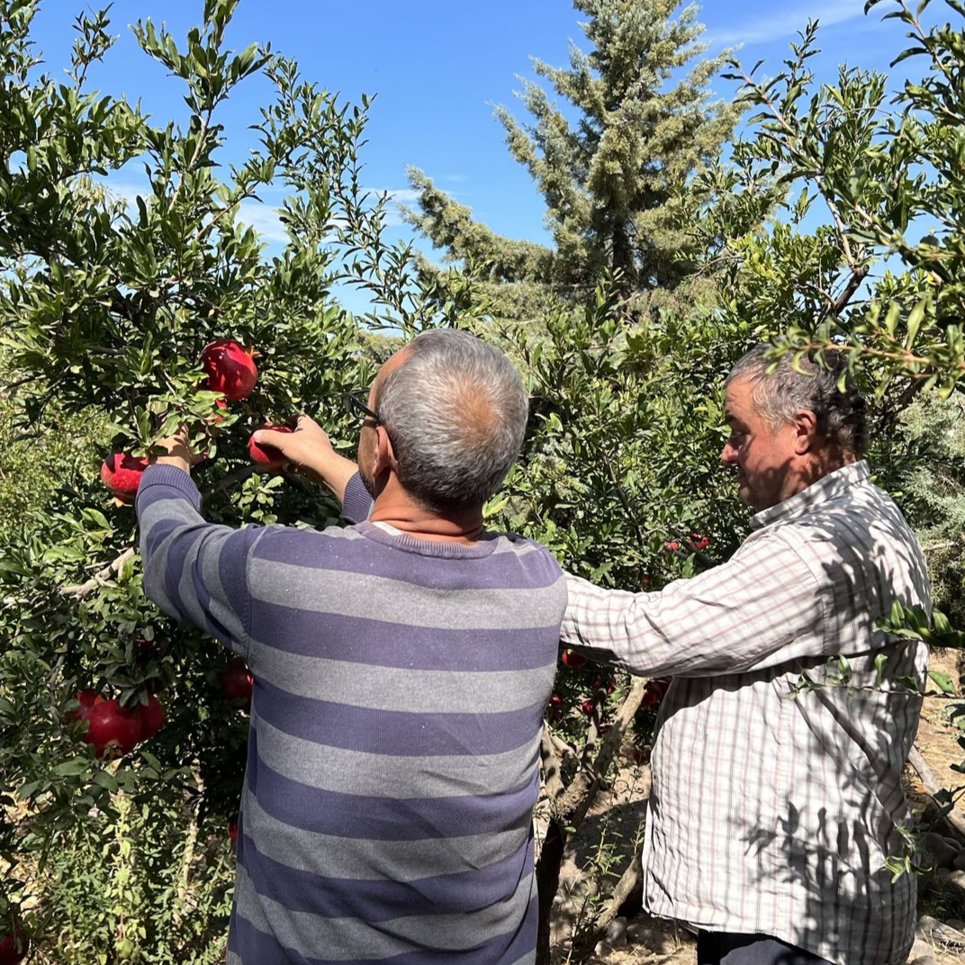 Kurtuluş Ormanı’nda Bereketli Hasat ve Yeni Umutlar