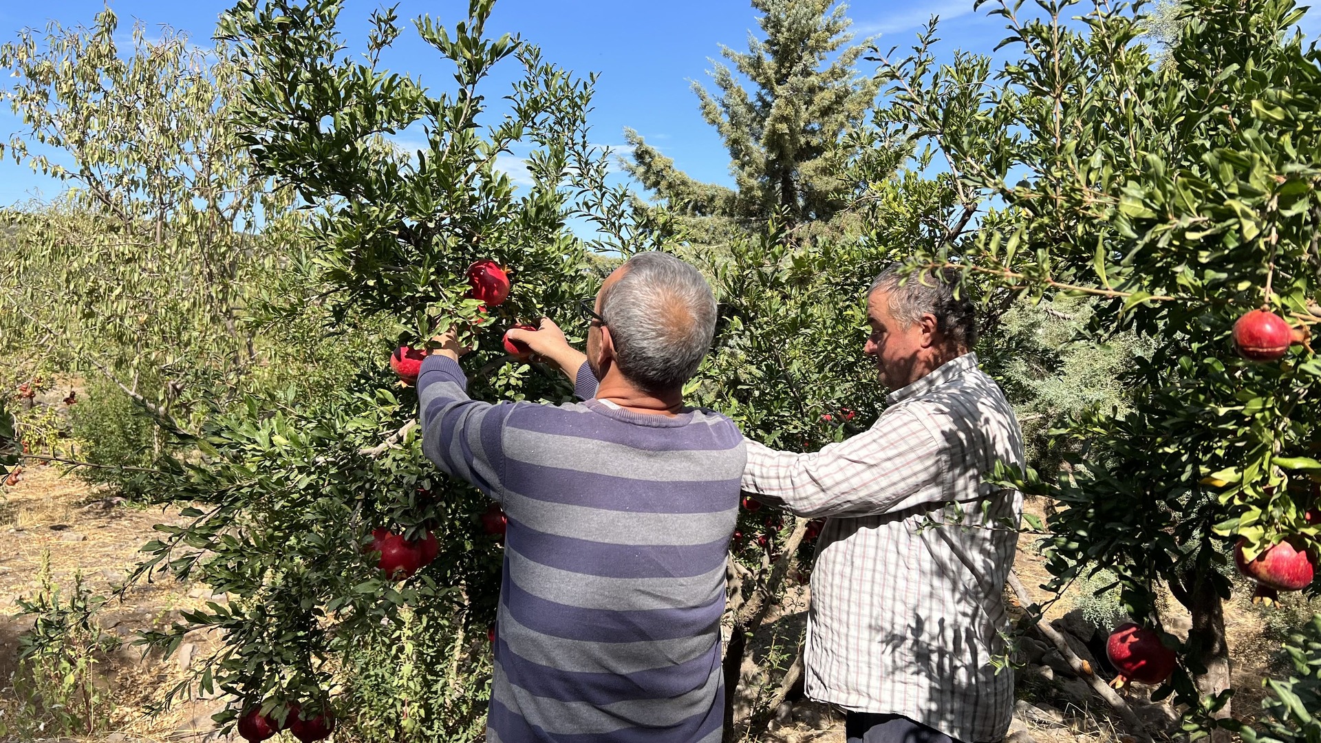 Kurtuluş Ormanı’nda Bereketli Hasat ve Yeni Umutlar