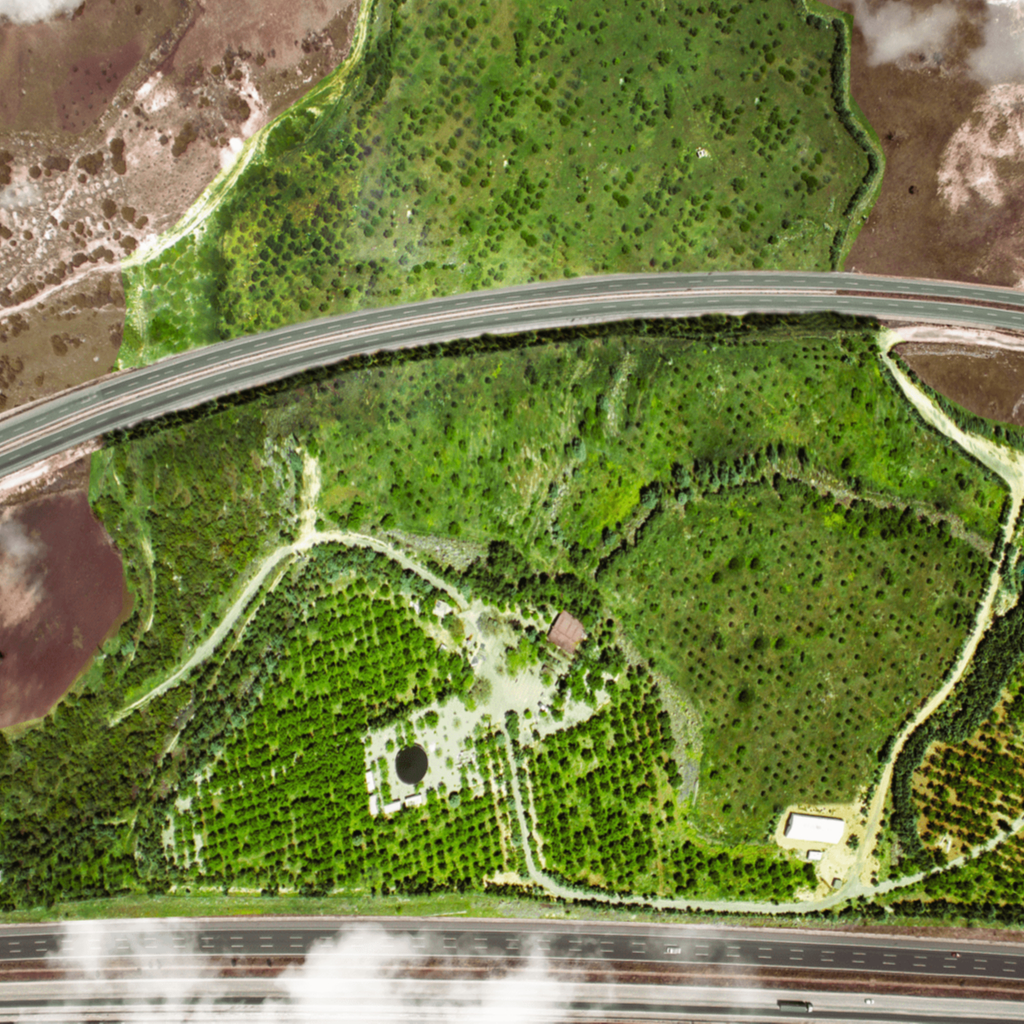 Yeşil Kurtuluş Ormanı